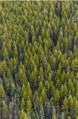foreste.png